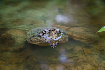 Common snapping turtle