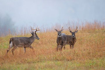 White-tailed deer bucks