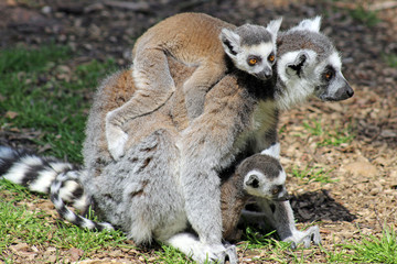 ring tailed lemurs