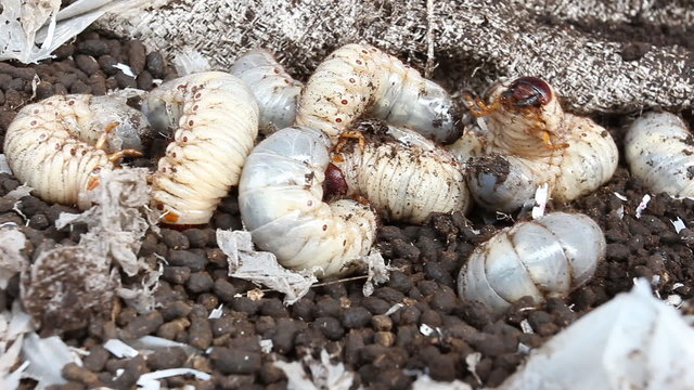 Worm beetles - closeup