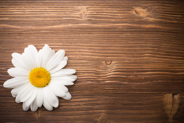 Obraz premium Camomile flower.