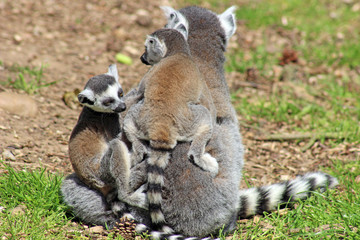 family of ring tailed lemurs