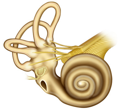 C&oacute;clea con estribo