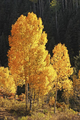 Aspen trees with fall color, San Juan National Forest, Colorado