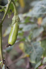 Eggplant in farmland