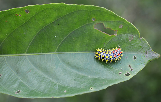 Caterpillar on plant eating food