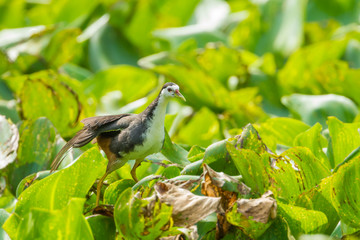White-breasted Waterhen bird(Amaurornis phoenicurus)