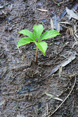 Small plant on soil