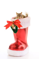 Chipmunk in Cristmas Boots
