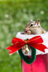 Chipmunk in Cristmas Boots