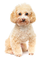 Dog poodle isolated on white background