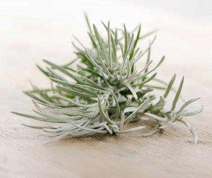 Fresh rosemary  on a wooden background