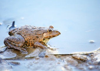 Frog in lake