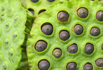 Lotus seed pod