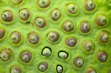 Lotus seed pod close up