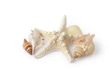 Fototapeta na wymiar Starfish and shells isolated on white background