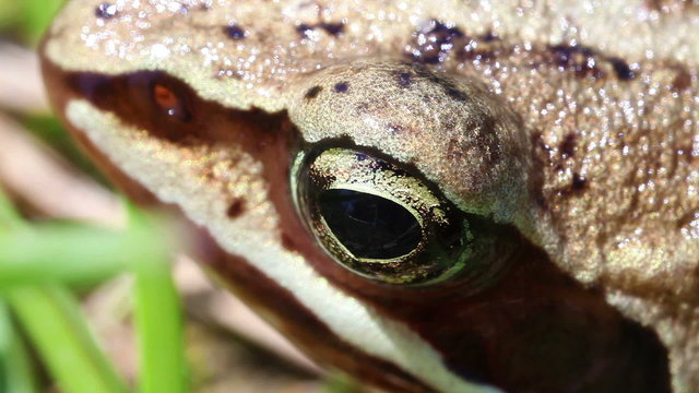 Moorfrosch - Rana arvalis - Supermakro
