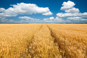 Wheat field