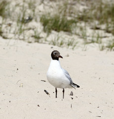 Seagull