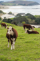 Fototapeta na wymiar cattle grazing above Anchor Bay