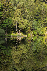 Fototapeta premium Reflets des arbres dans le lac