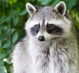 Adult raccoon portrait © ijdema
