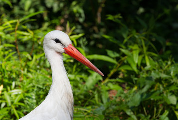 Stork portrait