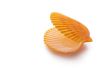 Open empty scallop shell