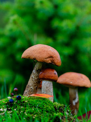 Mushrooms in the moss