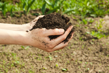 hands with black soil