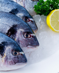 Seafood, fish - fresh sea dorada in ice, healthy food