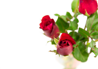 red rose isolated on white background
