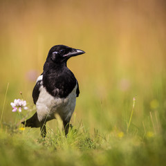 magpie