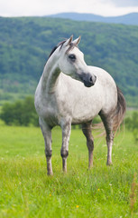 Obraz na płótnie Canvas Gray Arab horse on a green meadow