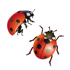Marienkäfer Set © Engel73