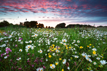 summer wildflowers at dramatic sunset