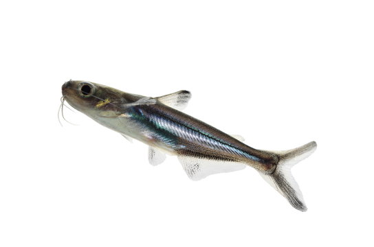 tropical fish pangasius hypophthalmus
