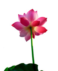 Beautiful lotus(Single isolated on white background)