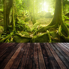 Fototapeta premium Green forest