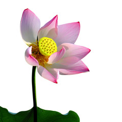 Beautiful lotus(Single isolated on white background)