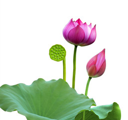 Mooie lotus (Single geïsoleerd op witte achtergrond)