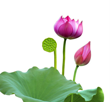 Fototapeta Beautiful lotus(Single isolated on white background)