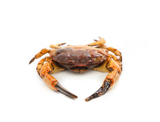 Yellow boiled crab isolated on white background