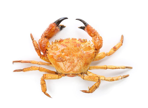 Yellow boiled crab isolated on white background