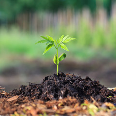 Sprout in the forest