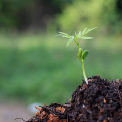 Sprout in the forest