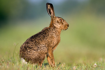 Alert Jackrabbit sitting in grass © Matauw