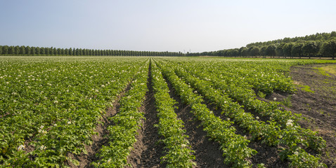 Fototapeta na wymiar Potatoes growing on a field in summer