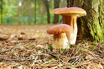 boletus mushroom in the moss