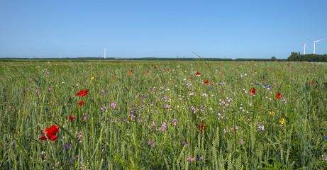 Corn growing on a field in summer